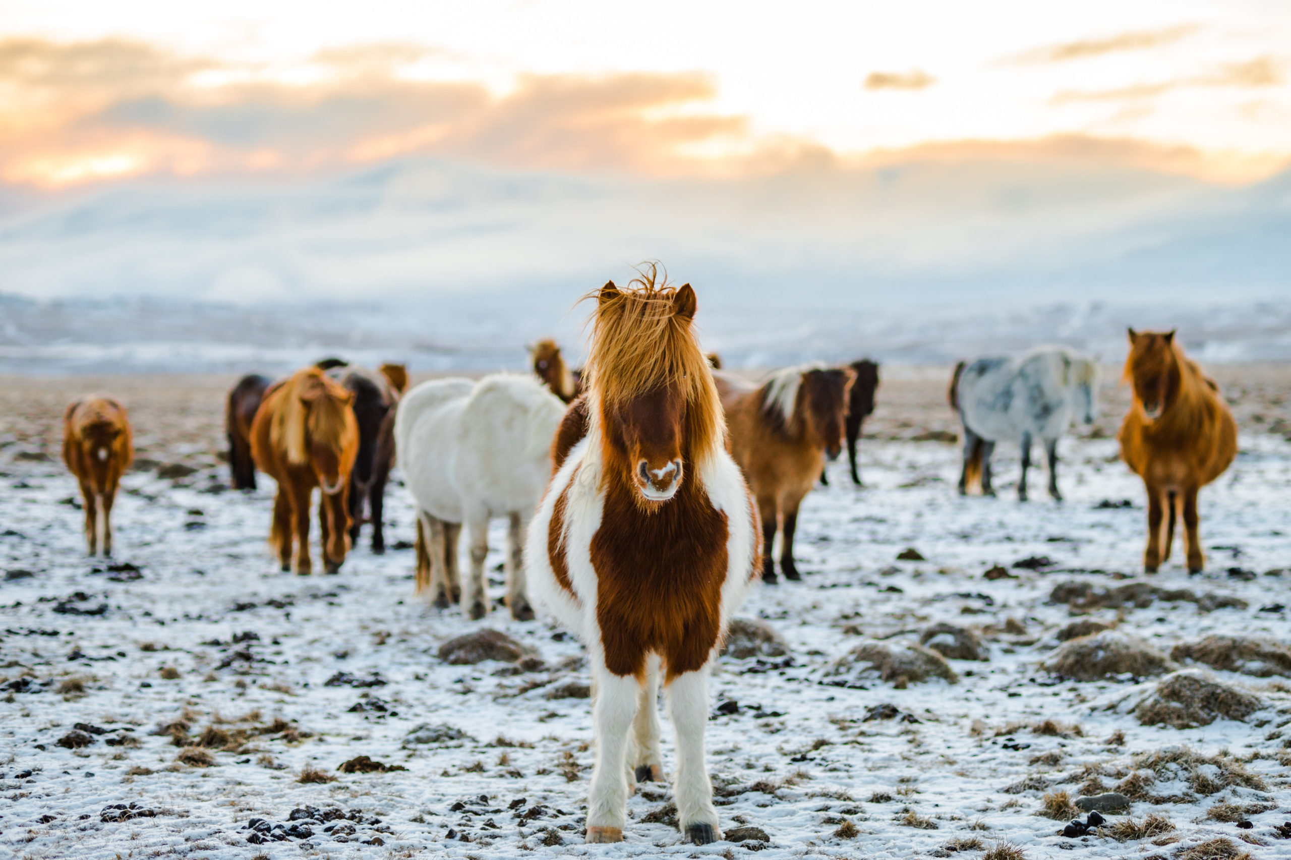 5 свобод - основа благополучия лошади - Equilogy
