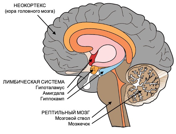 Где Мозжечок У Человека Фото