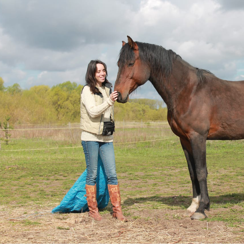 вороной мерин. аллюр лошади иноходь. покататься на лошадях в звенигороде с инструктором. кск фаворит астрахань. конные соревнования в германии.