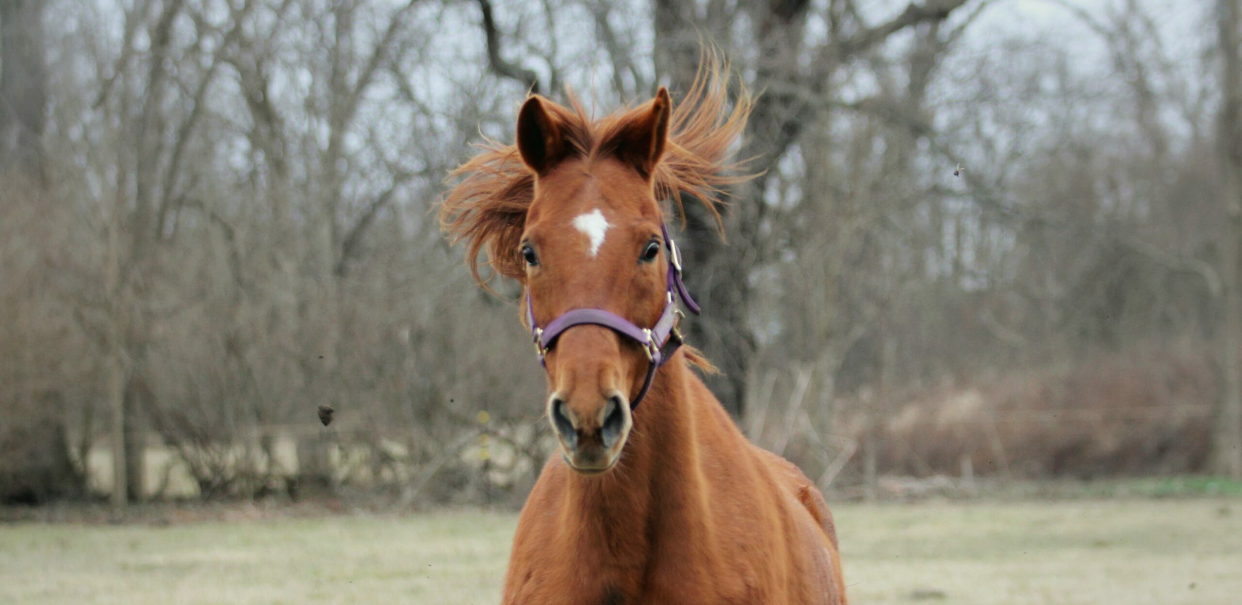 СТРЕСС И ЭМОЦИИ ЛОШАДИ - Equilogy